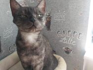 Hauskatze sucht schönes Zuhause - Dortmund Zentrum