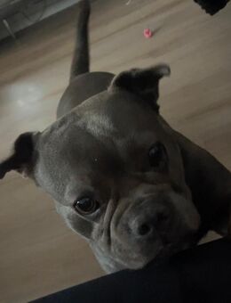 Französische Bulldogge x OEB - Sarstedt