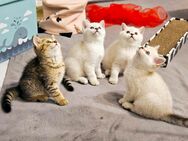 Vier entzückende Britsche Kurzhaar Kätzchen (BKH-Kitten) in Frankfurt am Main, ab sofort