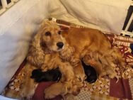 Cocker spaniel Welpen - Recklinghausen