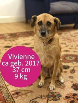 Die ruhige Vivienne sucht ihre Menschen! - Beltheim
