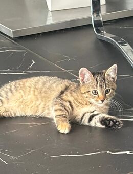 Süß Bäby Katzchen! - Stadtoldendorf