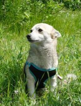Kleine Ilvy sucht Menschen mit Herz - Kleinostheim