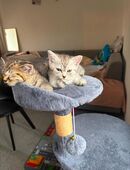 Süße BKH mix kitten in 65203