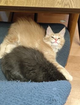 Reinrassige Maine-Coon Baby Katzen - Wetzlar