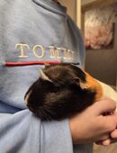 3 Meerschweinchen Jungs suchen gutes Zuhause in 82110