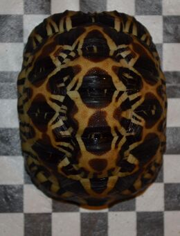Gebe eine Strahlenschildkröte ab zweijährig - Kasel-Golzig