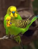 Ich suche ein Wellensittichpärchen wie auf diesem Bild. in 56203