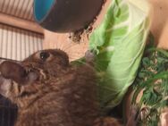 Degu Mädels abzugeben - Winsen (Luhe)