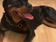Liebe Rottweier hündin - Würzburg
