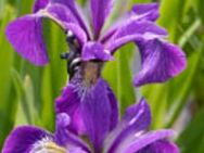 Amerikanische Iris Schwertlilie Staude Mehrjährig - Georgsmarienhütte Zentrum