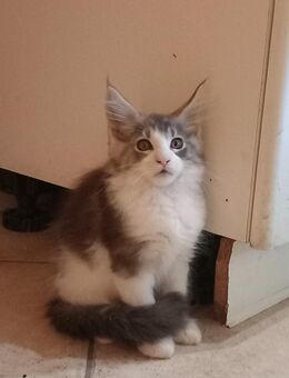 Maine Coon Kater Odin - Ruhland Zentrum