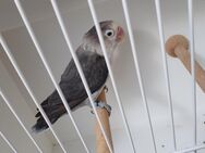 Pfirsichköpfchen Mauve Euwing - Luckenwalde