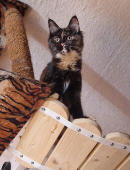 XL MAINECOON Kätzchen , KATZENBABYS - Zahna-Elster