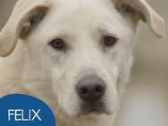 Freundlicher Felix sucht sein Zuhause - Tarmstedt