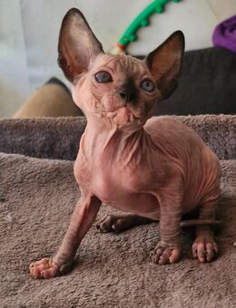 Canadian sphynx kitten - Schloß Holte-Stukenbrock