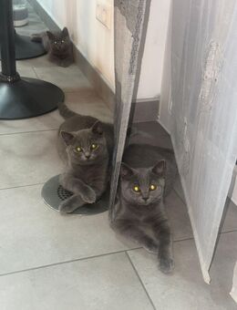 BKH Kitten - Willanzheim