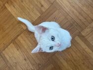 Katzenbaby 13 Wochen - Mengerskirchen