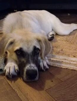 Lana sensible Schönheit sucht ihr Zuhaus - Gerlingen