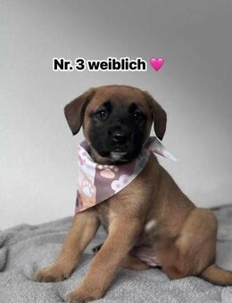 Fellknäuel Tizia - Eichenzell