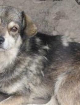 Joey ist sehr vorsichtig 🐾 - Elsdorf (Nordrhein-Westfalen)