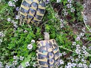 2 griechische Landschildkröten von 2020 abzugeben - Lichtenfels (Bayern)
