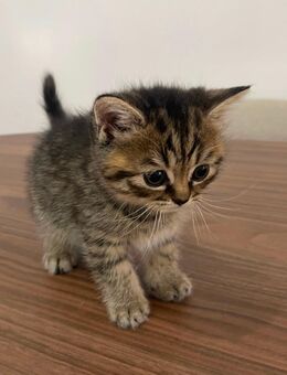 BKH mix kitten - Duisburg Zentrum
