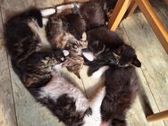 Maine coon kitten abzugeben - Teuchern Deuben
