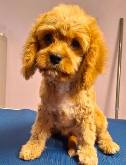 Cavapoo Mädchen suchen ihre Familie - Pappenheim