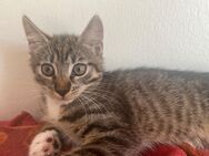 Babykatze sucht neues zuhause - Berlin Mitte