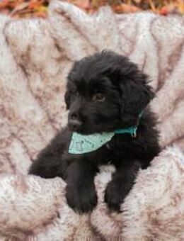 257133 - einfach Kumpel in Familie sein - Overath