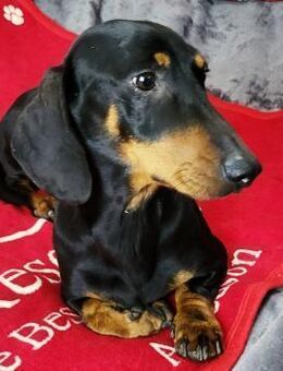 Csuzli # - Wolfhagen