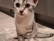 Süßes Katerbaby sucht Zuhause - Beltheim