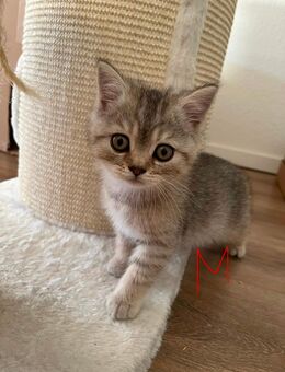 BKH Kitten - Backnang