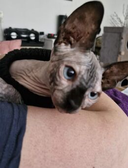 Canadian sphynx Weiblich - Bielefeld