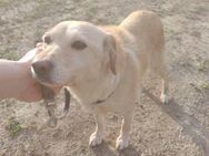 Bora, blonde Schönheit, ca. 9 Jahre, ca. - Vaterstetten