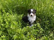 Schöne Mini Aussie Bärchen gesund aufgeweckte und verspielt - Mönchengladbach