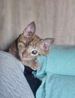 Zutraulicher Sully - Margetshöchheim