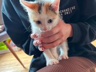 3 kleine Kitten suchen liebevolles zuhause - Memmingen