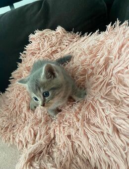 Babykatzen - Hamburg Bergedorf