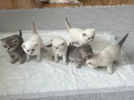 Süße BKH Kitten suchen ein neues Zuhause - Schongau