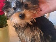 Yorkshire terrier Welpen reinrassig black-golden-silver ,zwei jungs - Heidelberg