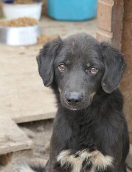 Amal sucht seine Menschen - Kallmünz