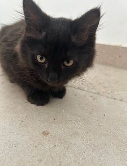 Zwei liebevolle Katzenbabys abzugeben – nur zusammen - Kirchzarten