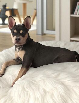 Gesunde Französische Bulldoggen - Feucht