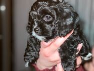 Zwergdoodle Cavapoo Welpen