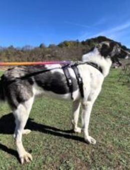 Cheeky wartet schon lange auf dich. - München