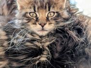 Maine Coon Kater Kitten - Ochtrup