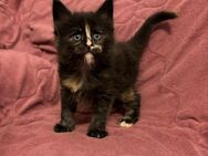 Maine Coon Kitten - Dortmund