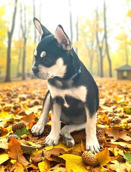 Gesunde Französische Bulldoggen - Feucht